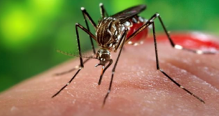 Public Advisory On Dengue And Chikungunya